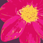 Dahlia flower vector graphics